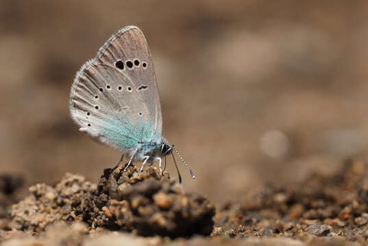 Image of Green-underside Blue