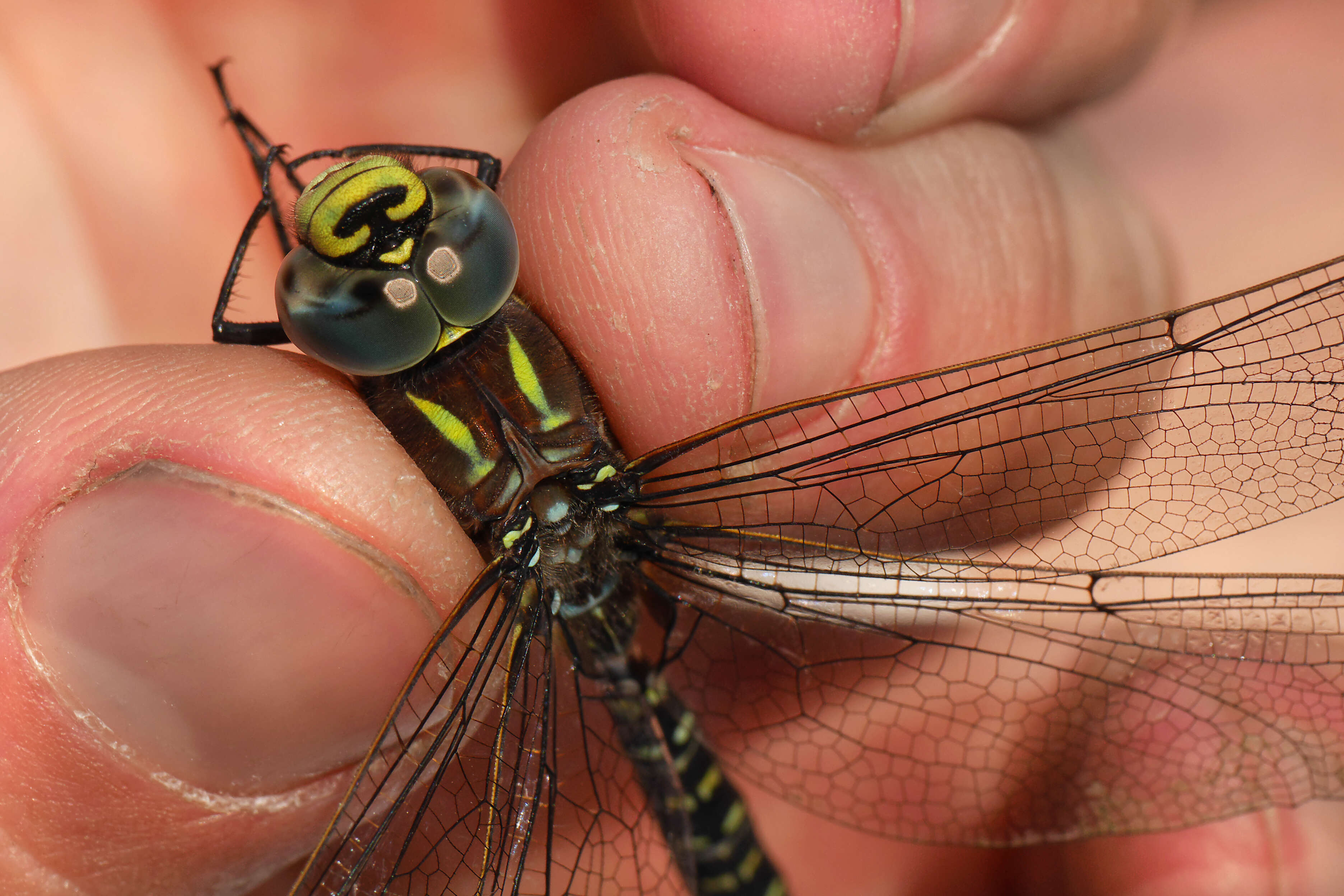 Image of bog hawker