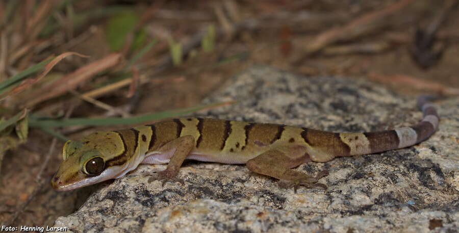 Image of Cyrtodactylus samroiyot Pauwels & Sumontha 2014