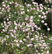 Image of Boronia muelleri (Benth.) Cheel