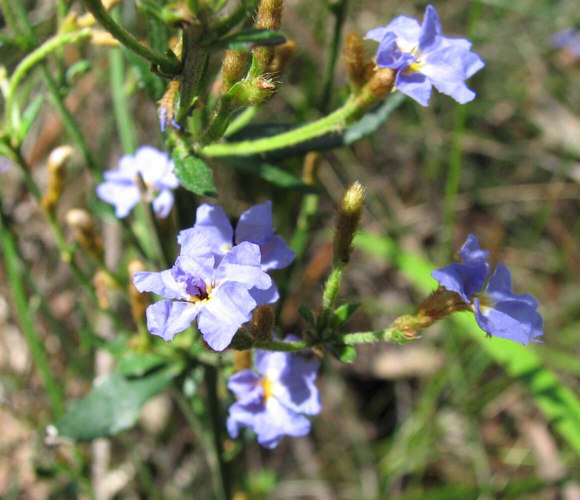 Image of Dampiera stricta (Smith) R. Br.