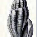 Image of Mangelia elevata