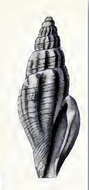 Image of Mangelia elevata