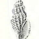 Image of Mangelia andamanensis Preston 1908