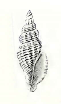 Image of Mangelia andamanensis Preston 1908