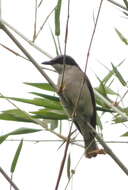 Image of Malabar Woodshrike