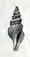 Image of Mangelia gazellae (Strebel 1905)