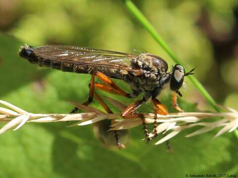 Image of Devon Red-legged Robber Fly