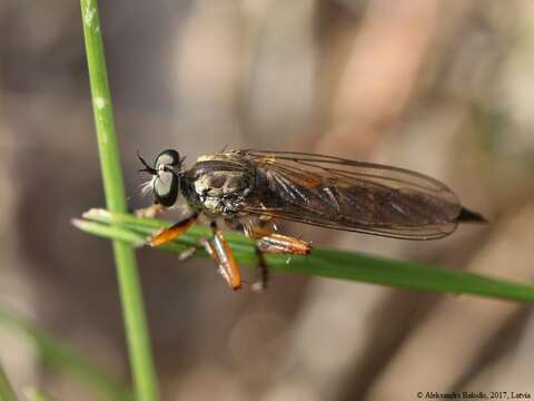 Image of Devon Red-legged Robber Fly