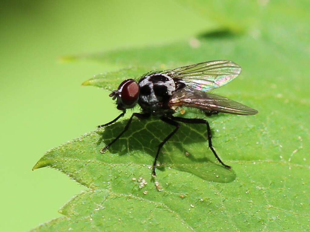 Image of Anthomyia pluvialis (Linnaeus 1758)