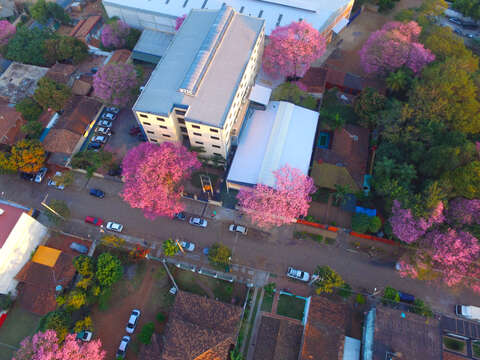 صورة Handroanthus heptaphyllus (Mart.) Mattos