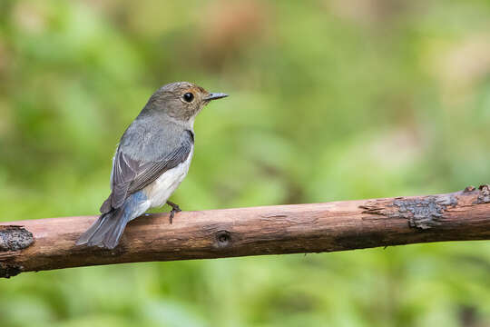 Image of Ultramarine Flycatcher