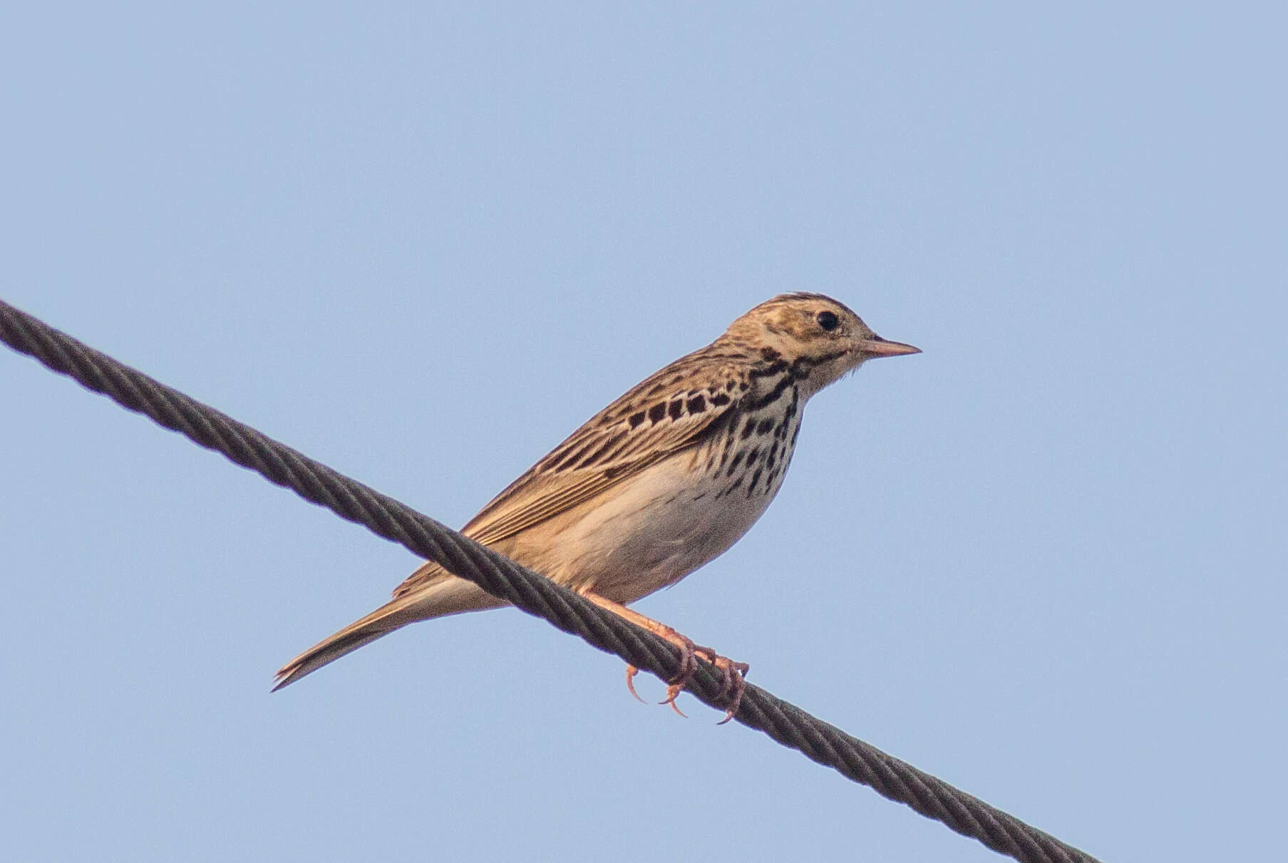 Image of Tree Pipit