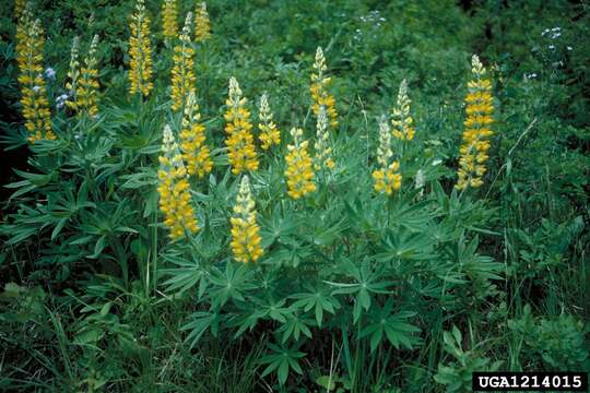 Image of sulphur lupine