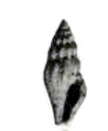 Image of Mangelia gouetensis