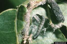 Image of pecan leaf casebearer