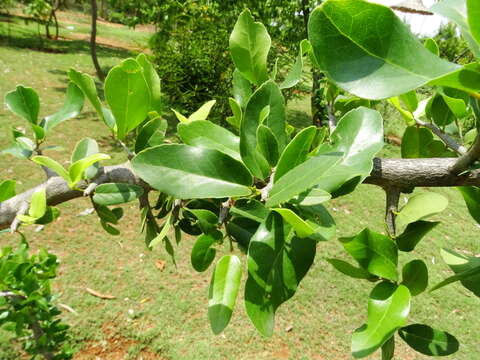 Image of Drypetes sepiaria (Wight & Arn.) Pax & K. Hoffm.