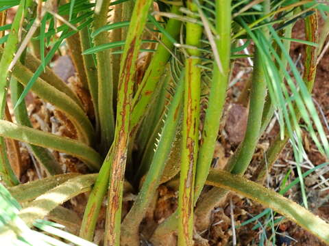 Image of Cycas beddomei Dyer