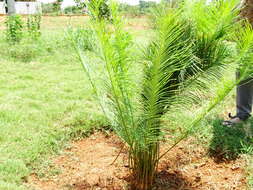 Image of Cycas beddomei Dyer