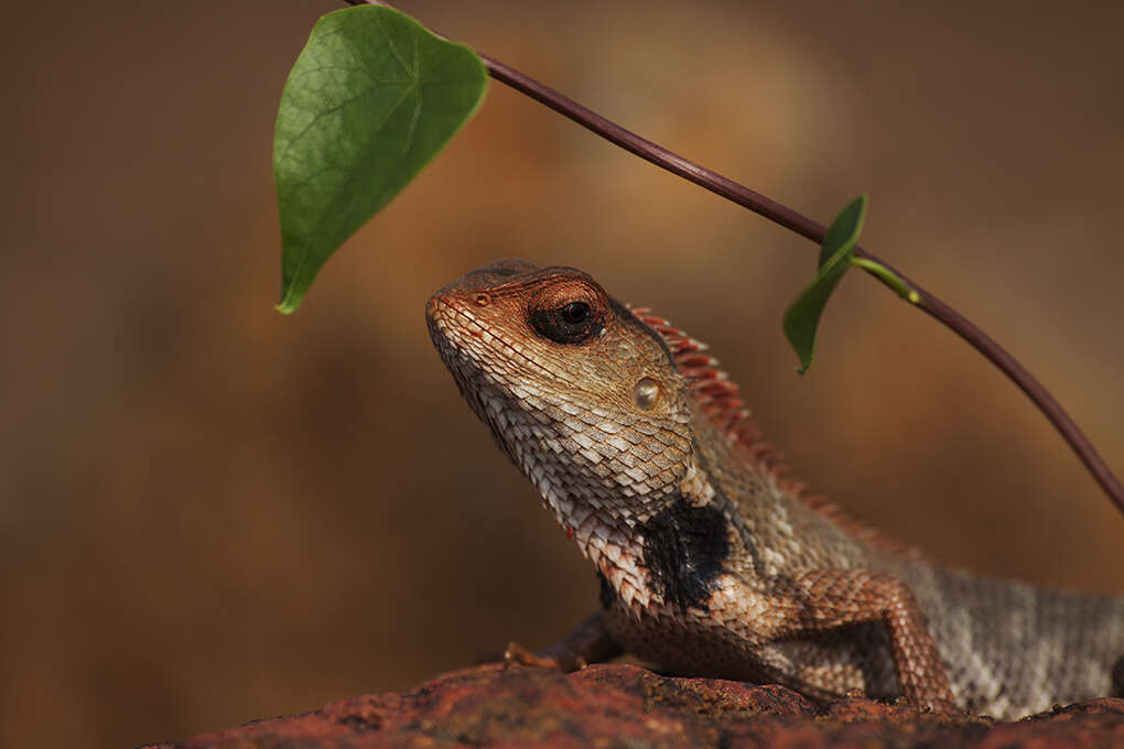 Image of Changeable lizard