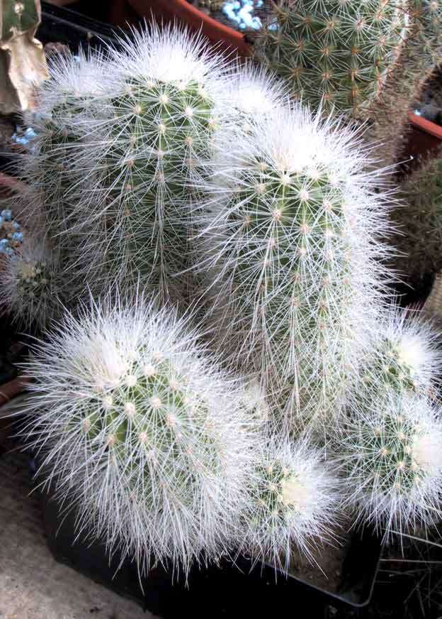 Image of Echinocereus nivosus Glass & R. A. Foster