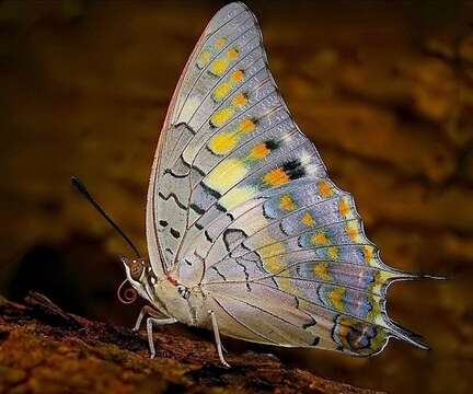 Imagem de Charaxes solon Fabricius 1793