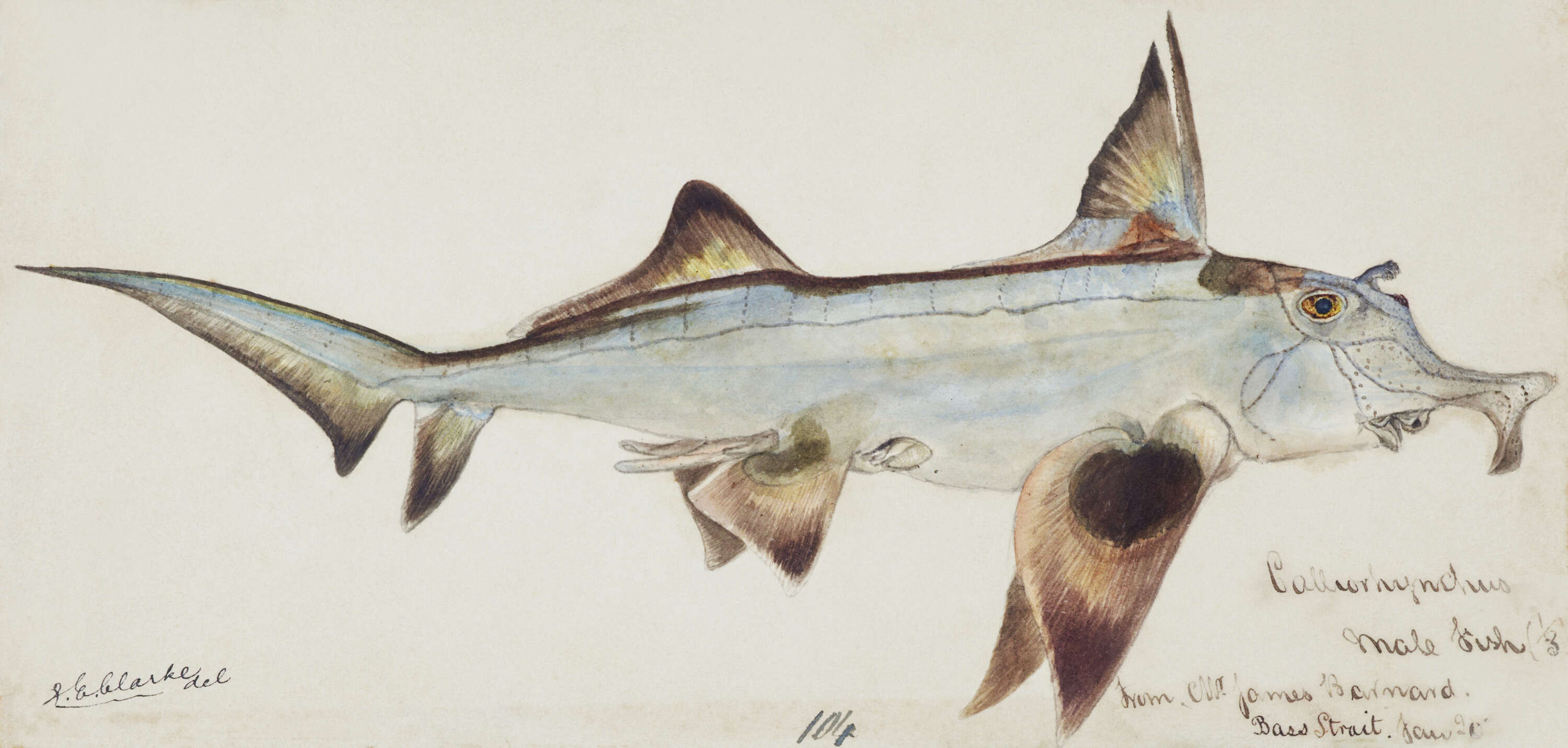 Image of Elephant Fish