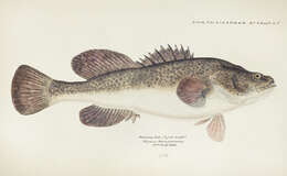 Image of Trout Cod