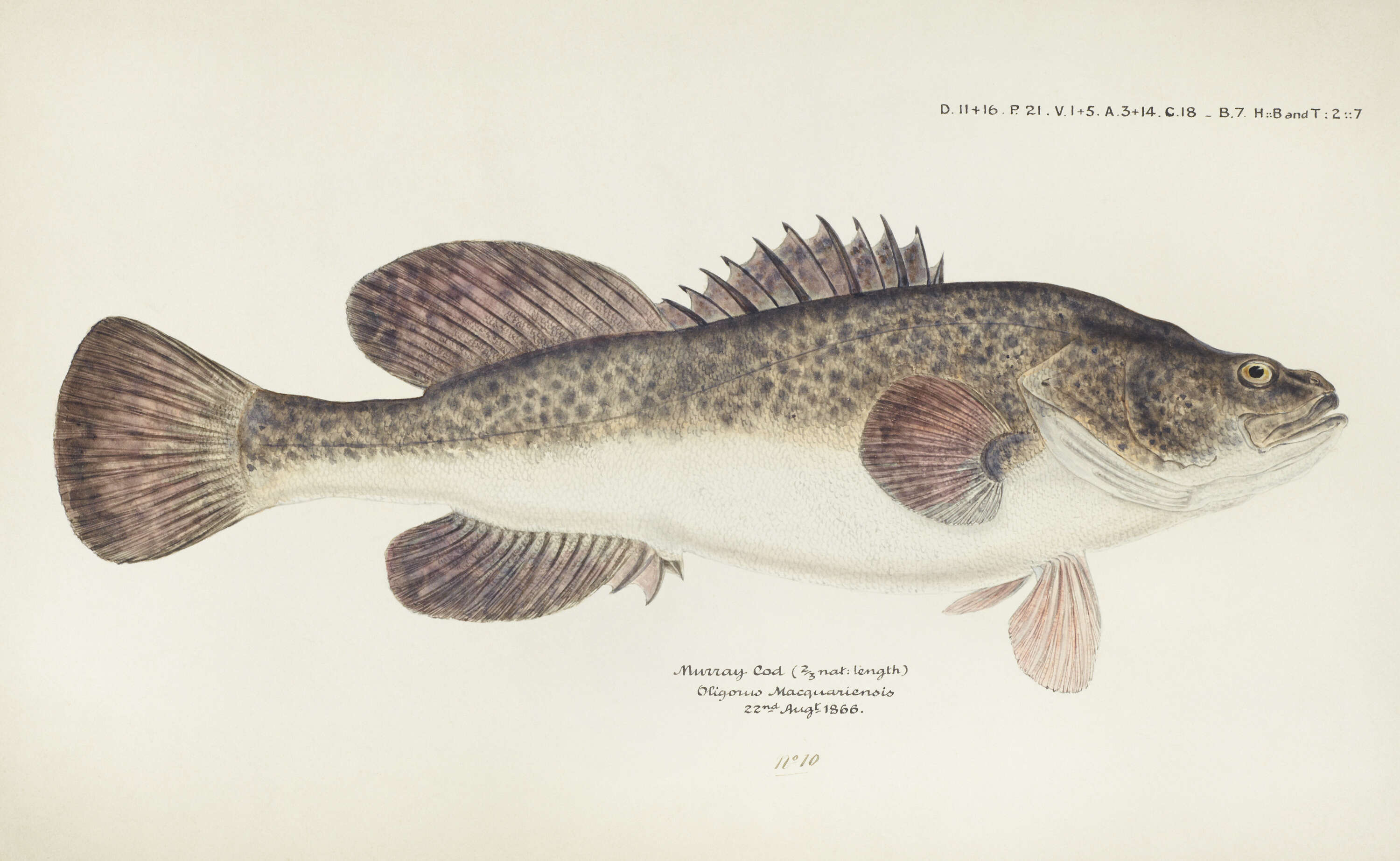 Imagem de Maccullochella macquariensis (Cuvier 1829)