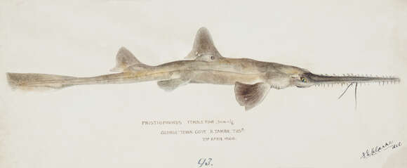 Image of Southern Sawshark