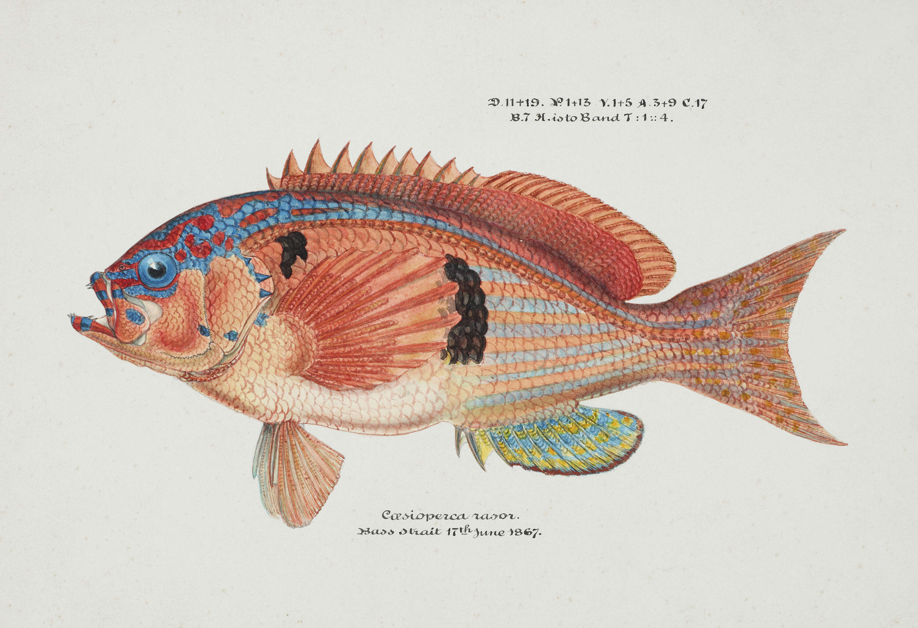 Imagem de Caesioperca rasor (Richardson 1839)