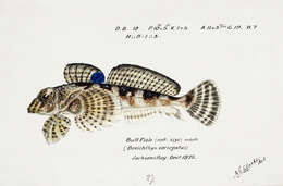 Plancia ëd Bovichtus variegatus Richardson 1846