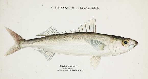 Image of Emmelichthys