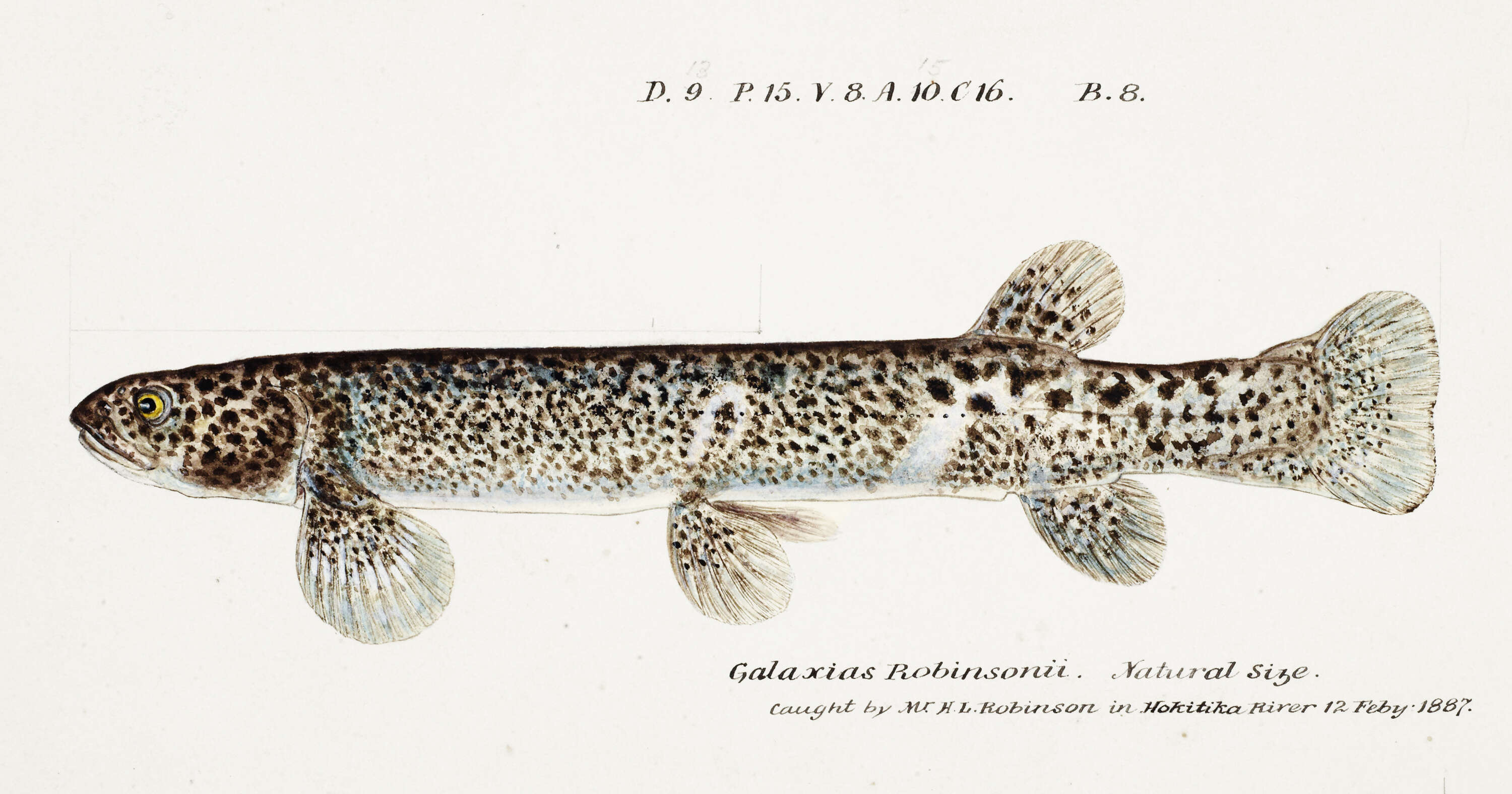 Image of Broad-finned galaxias