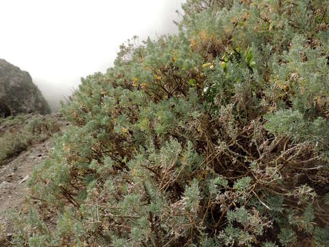 Image of Artemisia thuscula Cav.