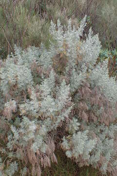 Image of Artemisia thuscula Cav.