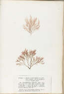 Image of Polysiphonia fibrata