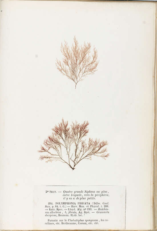 Image of Polysiphonia fibrata