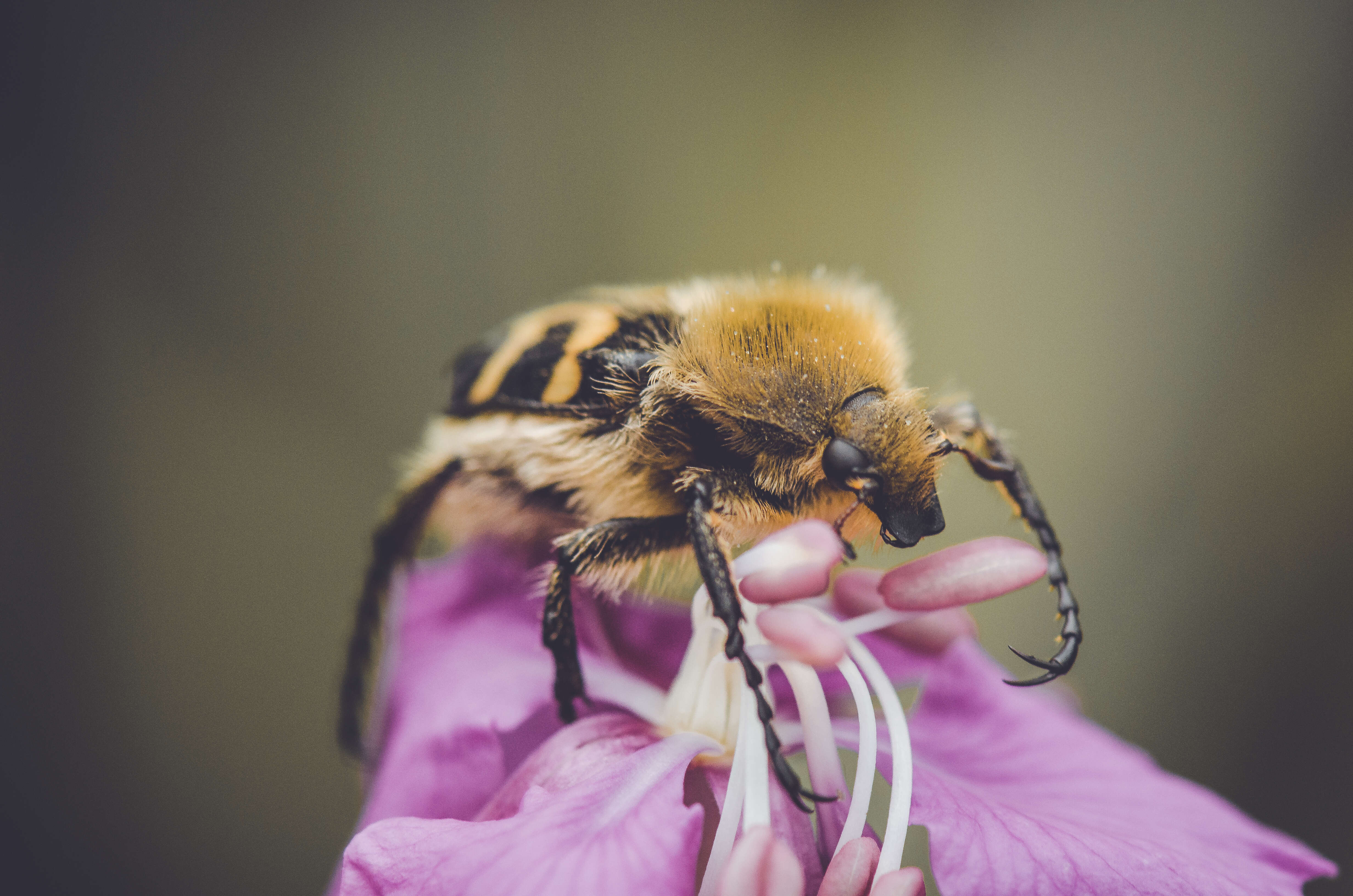 Image of Bee beetle