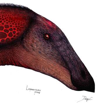 Image of Laiyangosaurus Zhang et al. 2019
