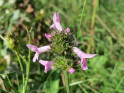 Image de Betonica officinalis L.