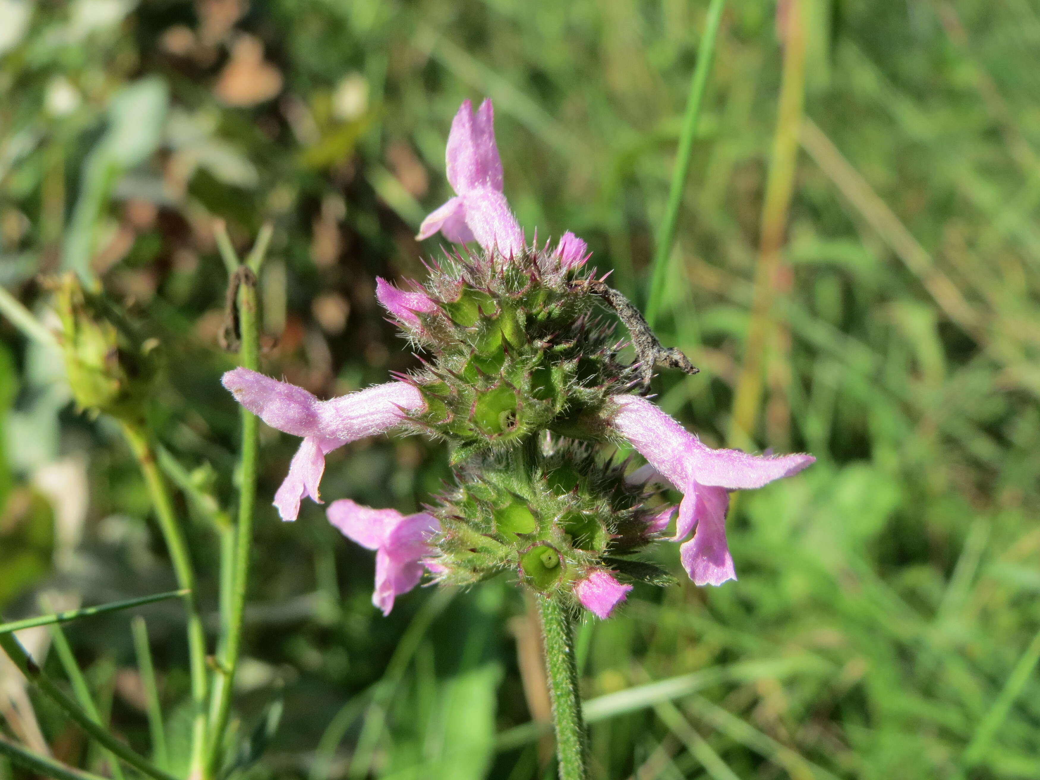 Image de Betonica officinalis L.