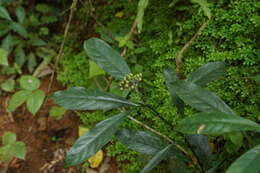 Imagem de Chassalia curviflora (Wall.) Thwaites