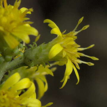 Image of stout goldenrod