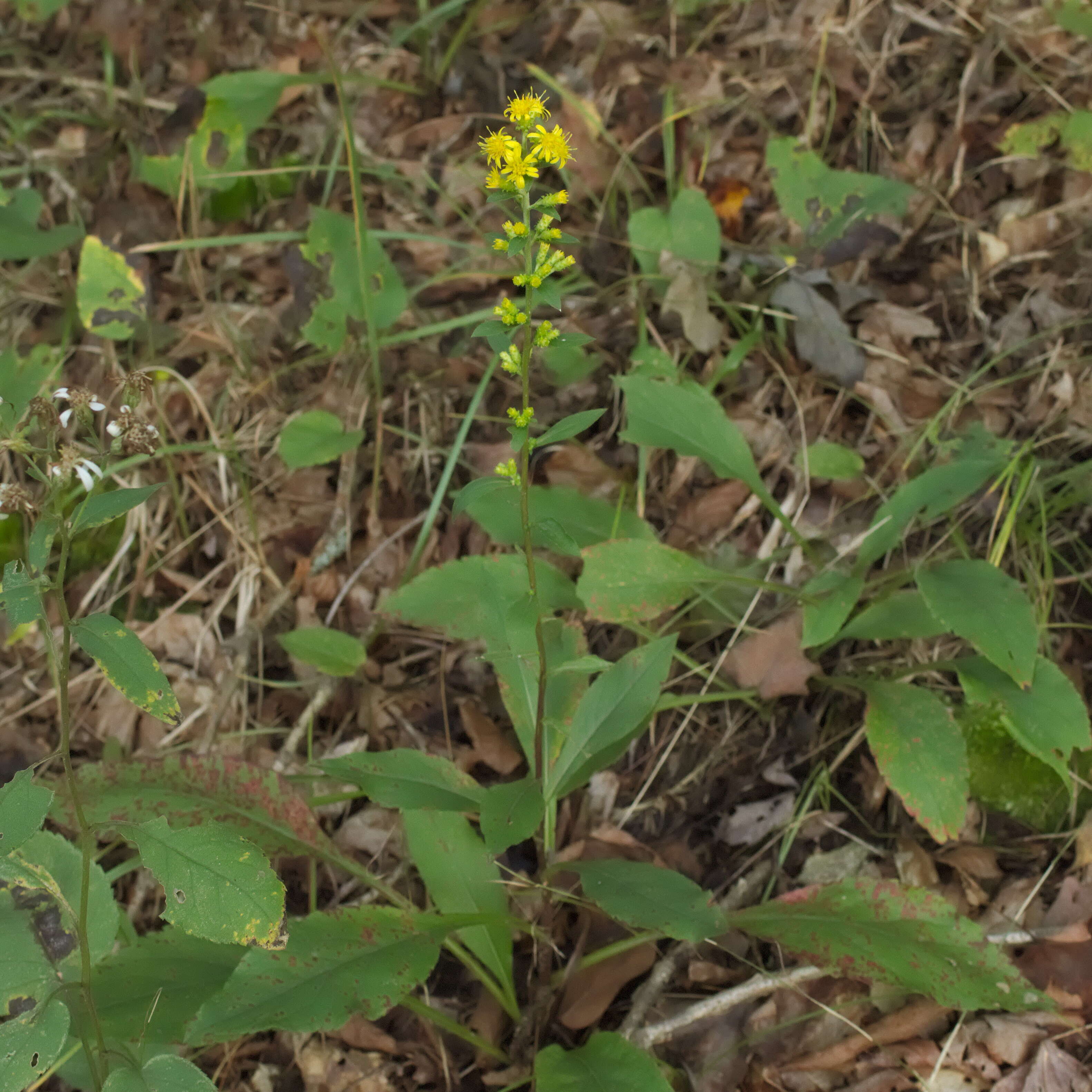 Image of stout goldenrod