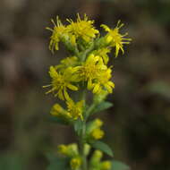 Image of stout goldenrod