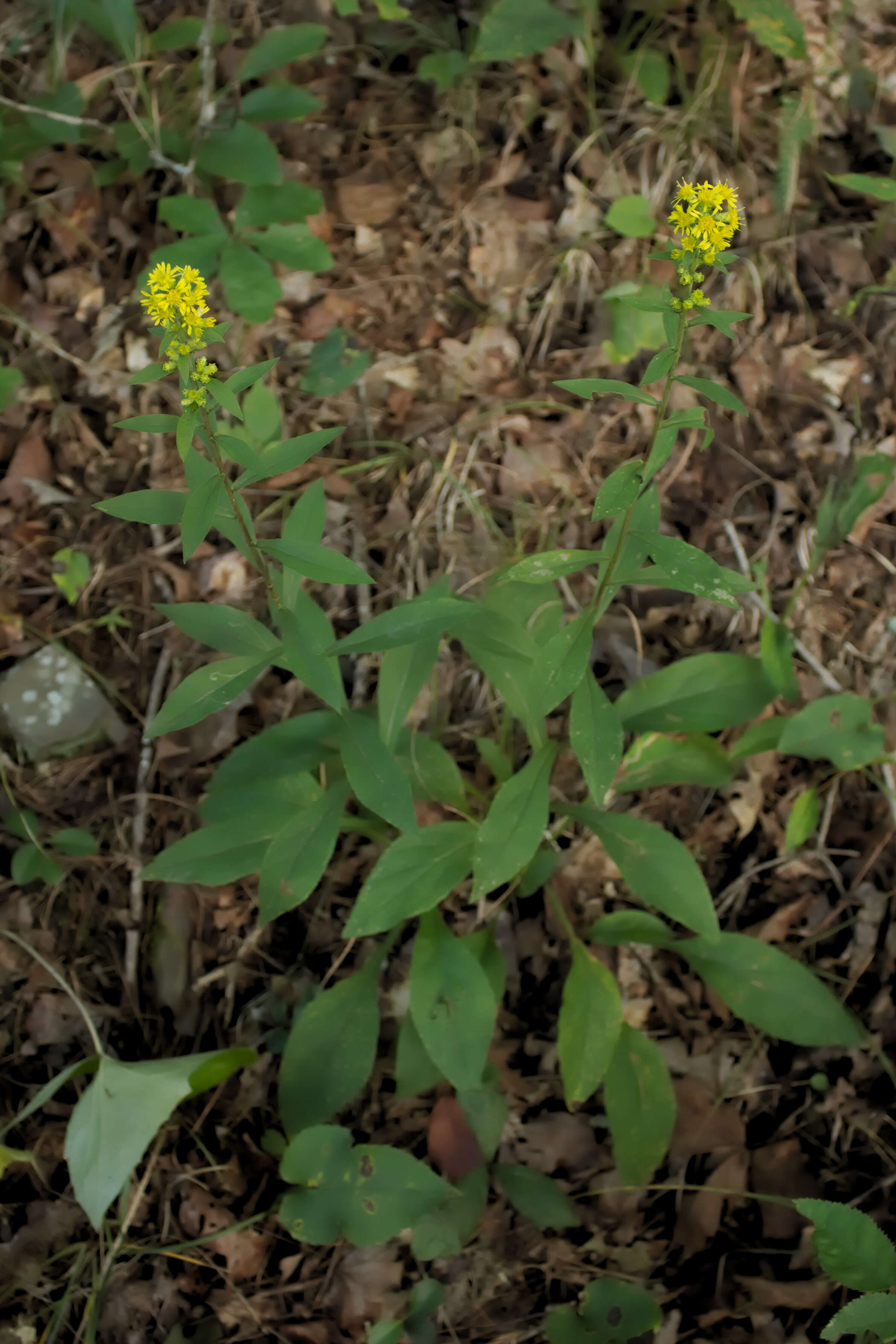 Image of stout goldenrod