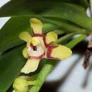 Image of Harlequin orchid