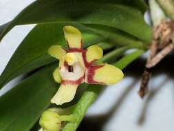 Sarcochilus hirticalcar (Dockrill) M. A. Clem. & B. J. Wallace的圖片