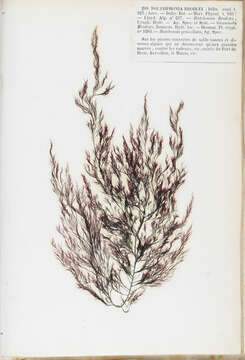 Image of Red algae